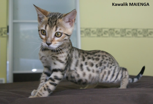 femelle bengal brown spotted